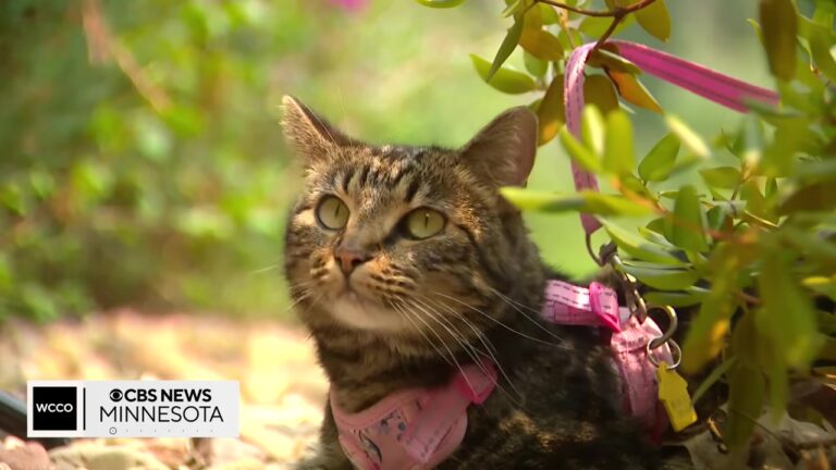 Minnesota Cat Vanishes During Camping Trip, Then Owner Gets Unbelievable Phone Call 40 Days Later