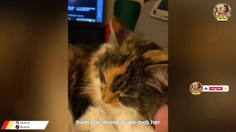 California Cat Returned To Shelter Finds Family Who Discovers Her Hilarious Hidden Talent