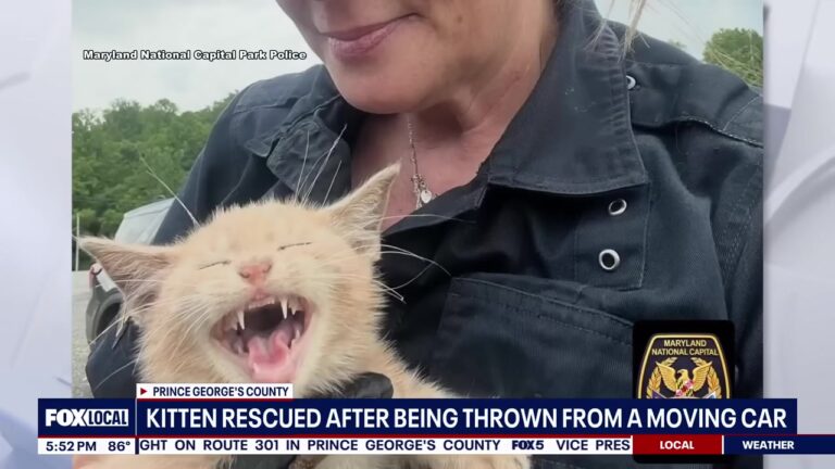 Kitten Thrown From Car On Maryland Bridge Clings To A Ledge Until An Officer Changes His Fate