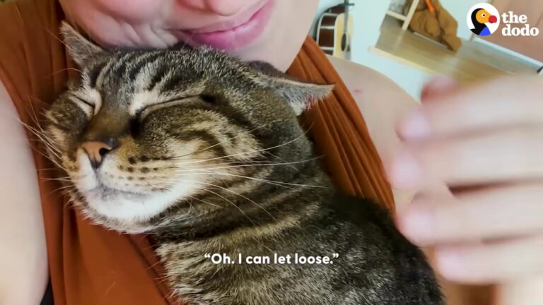 Traumatized Cat Spent 2 Years In California Shelters, Then A Baby Swaddle Became Her Safe Place