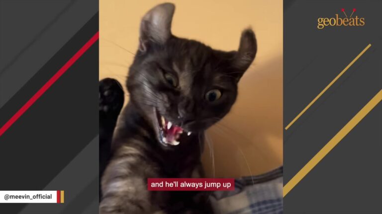 California Cat Looks Like A Tiny Fruit Bat, But His Way Of Showing Love Is Unforgettable