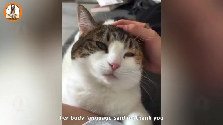 Pennsylvania Student Adopts Ignored Shelter Cat, Then A Night Camera Catches The Unexpected