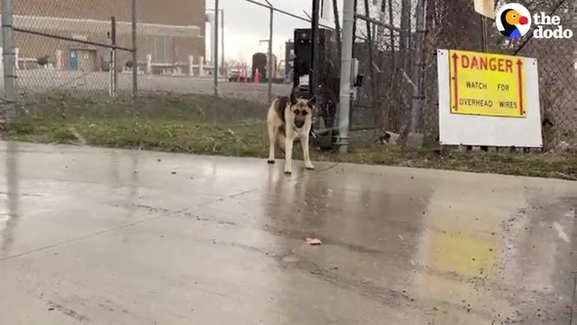 Texas Dog Spent Weeks Hiding At A Waste Facility, Only To Choose Her Forever Family From The Start
