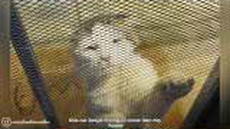 Cat Kept Trying To Break Into Stranger’s House In California, His Motive Left Everyone In Tears