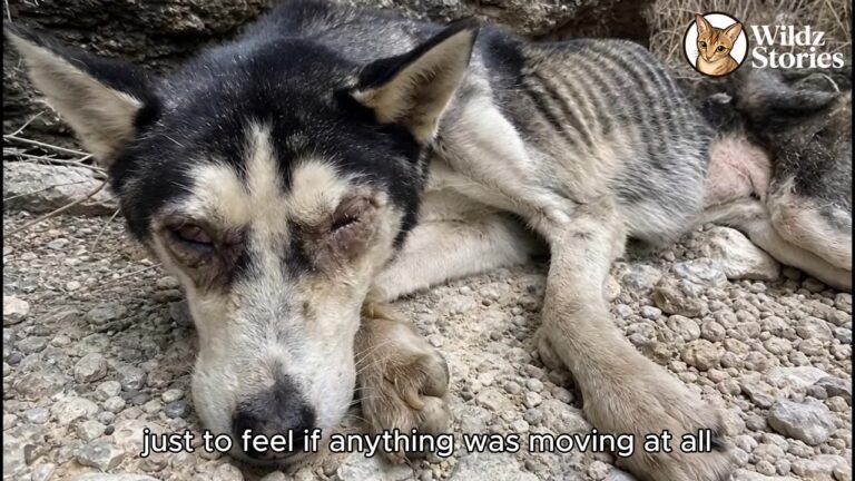 Texas Husky Found Motionless In A Creek Bed Gets The Second Chance His Heart Was Waiting For