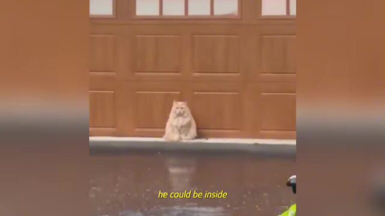 New England Couple Finds A Stray Cat Waiting In The Rain, And His Next Move Changes Their Family Forever