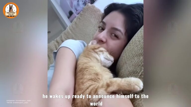 Texas Woman Drives Across States For A Heartbroken Cat, And His True Personality Is A Beautiful Surprise