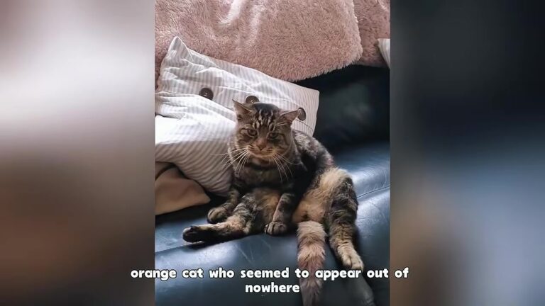 Ohio Family Feeds A Nervous Garden Stray, Then A Sudden Disappearance Changes Everything