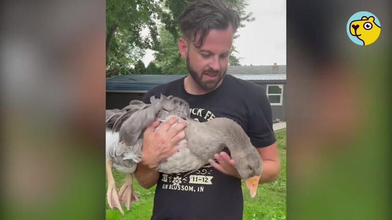 Georgia Man Didn’t Want Geese On His Farm, Then One Goose Chose Him As His Flock