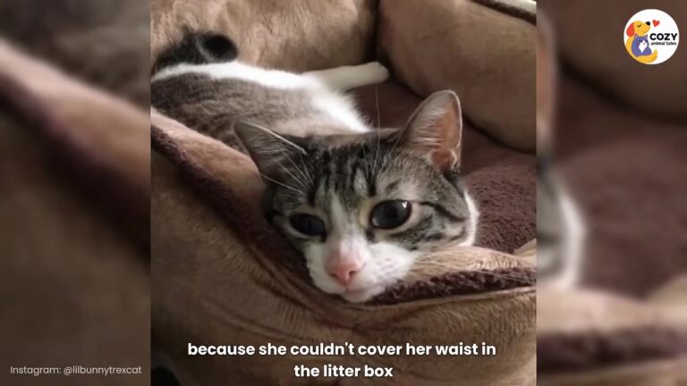 Texas Cat Surrendered Over Heartbreaking Litter Box Struggle Finally Gets The Chance She Deserved