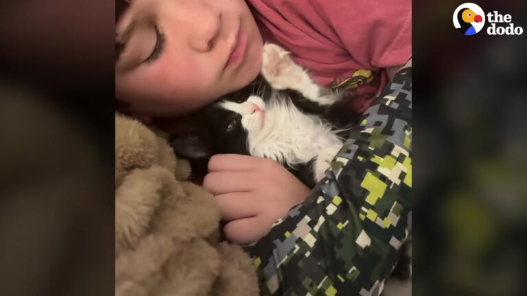 Texas Woman Had No Plans For A Cat Until A Box Of Rescued Kittens Arrived At Her Work