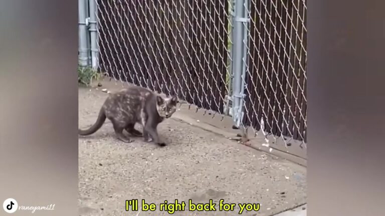Cat Limped Through NY Streets While Everyone Watched, Then One Woman Made A Life-Changing Promise