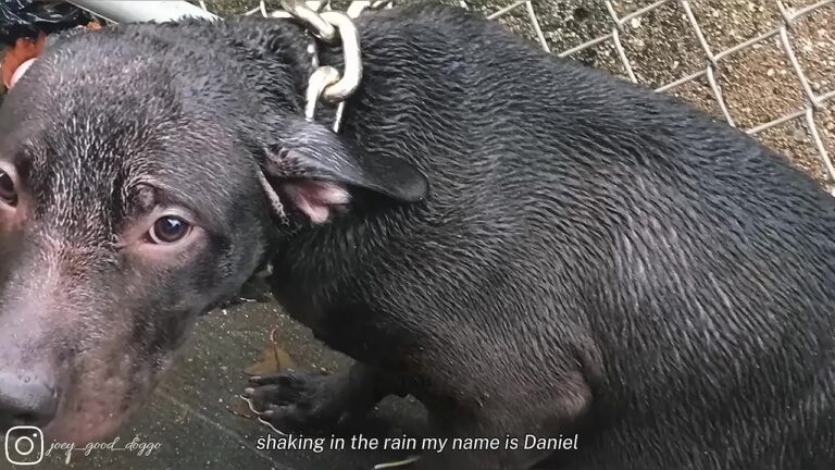 NYC Police Officer Finds Dog Chained In The Rain, And One Small Wag Changes His Life Forever