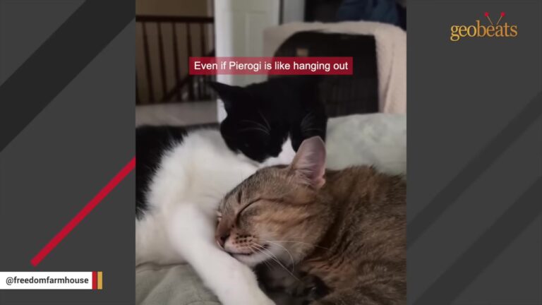 NY Barn Cat Lived Alone And Rejected By Other Cats, Until He Met Someone Special
