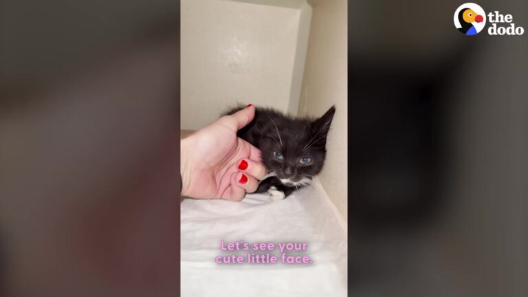 NY Driver Stops For A Tiny Kitten Running Like A Bunny And Gives Him The Best Second Chance