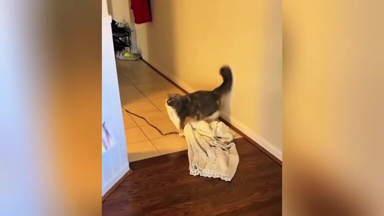 California Cat Kept Stealing A Giant Blanket Until Her Owner Realized It Was Her Special Mission