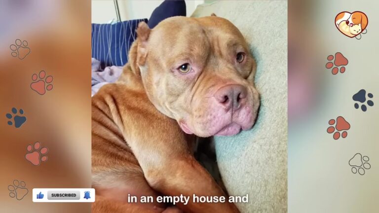 Rhode Island Woman Brought Home A Shelter Bully, But One Look In His Eyes Changed Everything