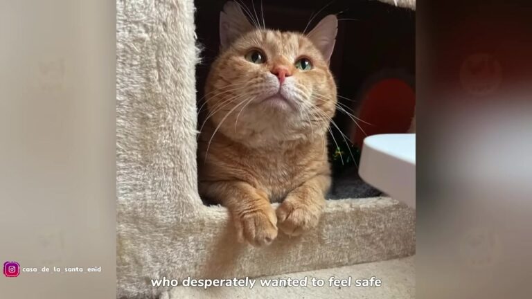 Abandoned Cat In South Carolina Wanted Nothing To Do With Humans, Then One Night He Did Something Unexpected