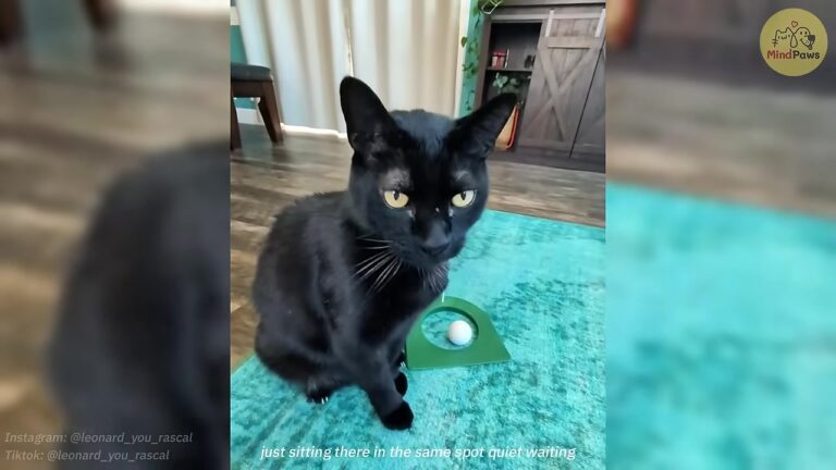 Michigan Mom Refused To Foster Her Daughter’s Cat Until His Surprising Talents Changed Her Heart Forever