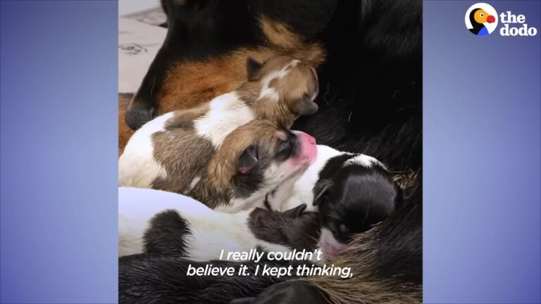 Ohio Woman Takes In An Enormously Pregnant Foster Dog And Is Left Speechless By The Final Puppy Count
