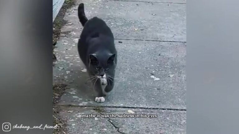 Philadelphia Tomcat Spent Years Living In Shadows Until One October Day Changed His Life Forever