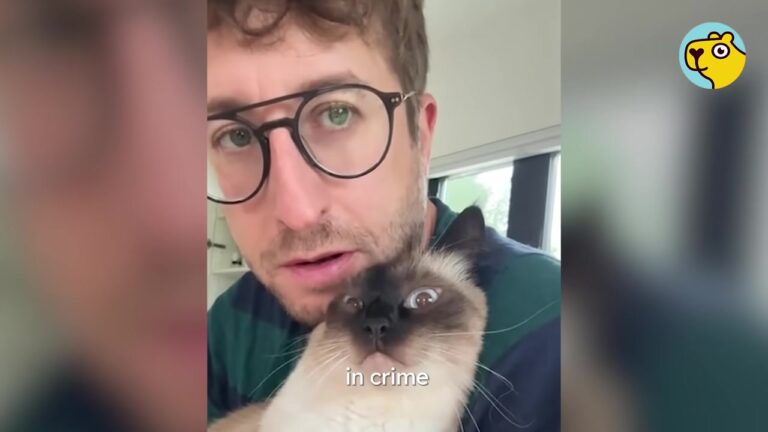 California Man Refused To Rescue A Stray Kitten, But Her Hilarious Voice Changed His Heart Completely