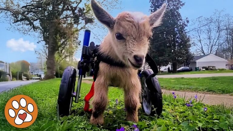 Tennessee Goat Born With Legs That Didn’t Work Gets The Chance His Heart Was Waiting For