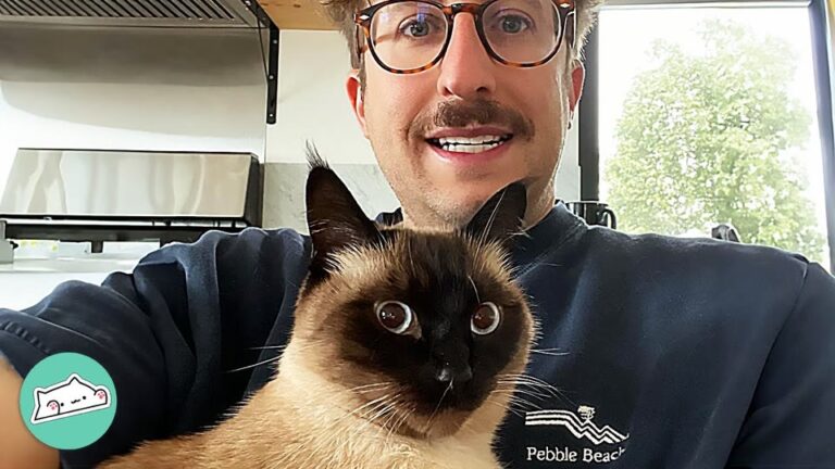 California Man Had No Room For A Kitten, Then A Tiny Siamese Completely Rewrote His Life