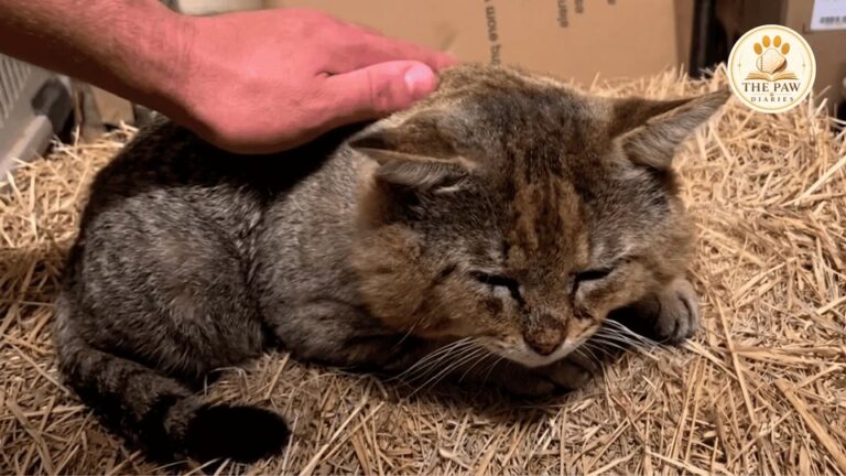 Georgia Stray Cat Had Every Reason To Fear Humans, Until One Family Changed His Mind