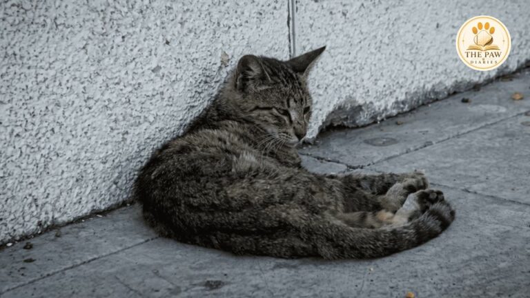 California Cat Ignored By Everyone On The Sidewalk Gives Her Rescuer A Silent Sign For Help