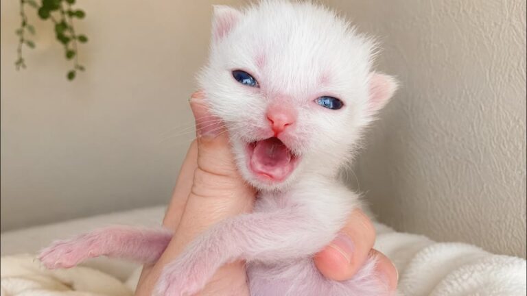 Utah Kitten Small Enough To Fit In Shirt Pocket Was Barely Hanging On, Until One Gentle Moment