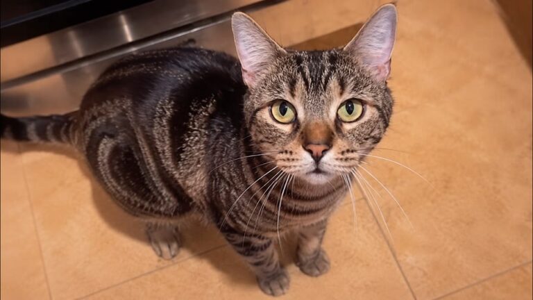Cat Spent Years As A Number In Oklahoma Lab, Then One Look Out The Window Changed Everything