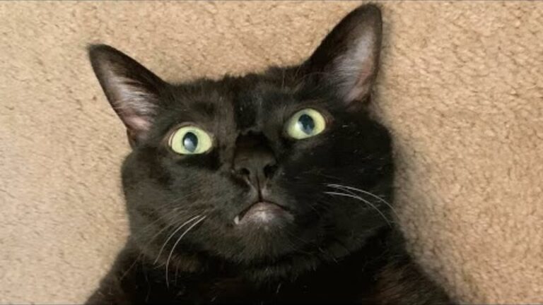 Pennsylvania Cat Ignored In His Kennel For Months Opens His Eyes And Changes One Woman’s Life