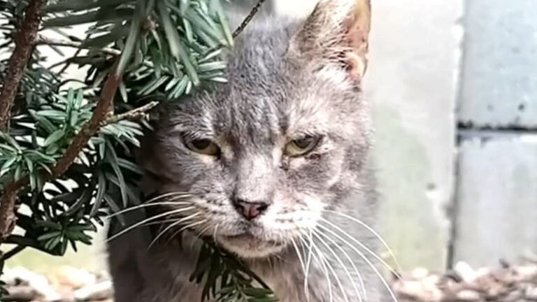 NY Cat Hissed At Everyone For Years Until A Looming Move Forced A Heartwarming Leap Of Faith