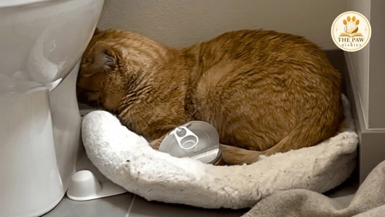 Seattle Cat Returned To The Shelter Twice Finally Realizes He Is Home For Good