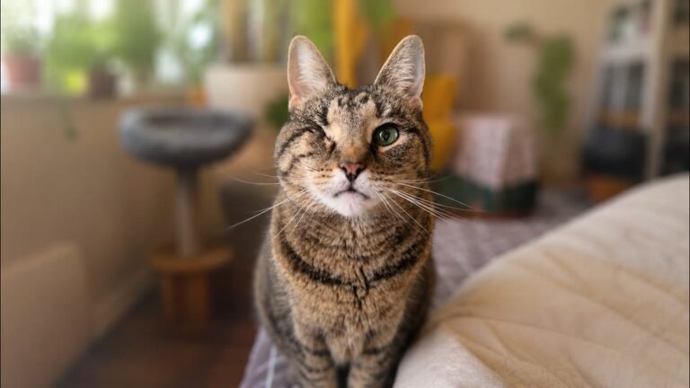 Pennsylvania Woman Adopts Cat Everyone Ignored, Then He Wakes Her Up At 3 AM With Urgent Warning