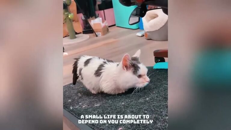 California Woman Takes In Tiny Cat Labeled A ‘Genetic Nightmare’ And Gets A Beautiful Surprise
