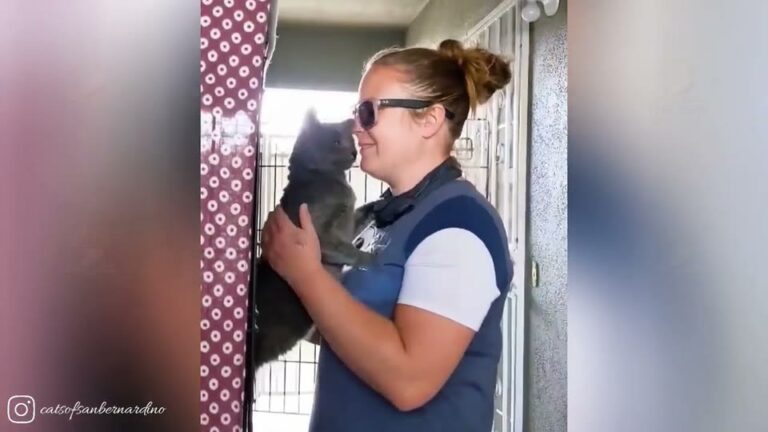 California Cat Left Behind When Family Moved Gets The Happy Ending His Heart Waited For