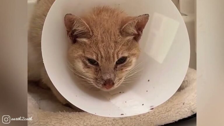 Pennsylvania Cat Survived Unimaginable Pain, But It Took A Feline Friend To Teach Him How To Live