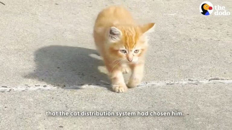 South Carolina Officer Has To Leave A Tiny Kitten Behind, But A Return Trip Changes Everything