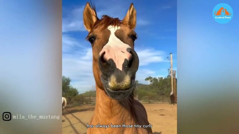 Arizona Foal Lost Everything In A Drought, But A Grieving Mare Gave Her The Miracle She Needed