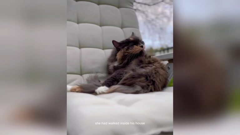 Vermont Teacher Never Wanted A Cat, Until One Night Brought An Unexpected Bond