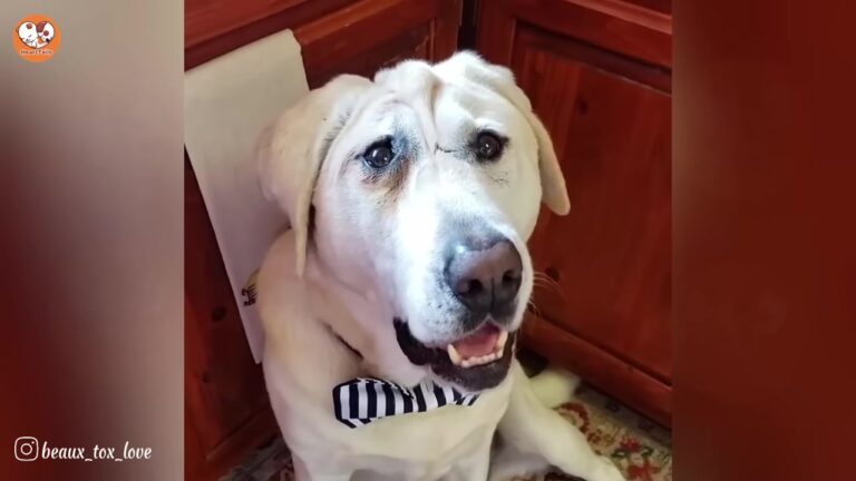 Louisiana Dog Abandoned For His Face Survives 3 Terrifying Nights To Give Mom The Greatest Gift