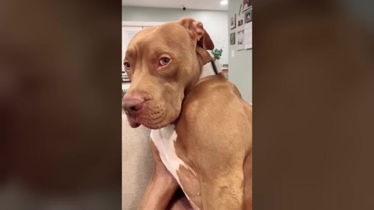 Florida Pit Bull Throws Hilarious Tantrums, But The Real Reason Why Will Melt Your Heart