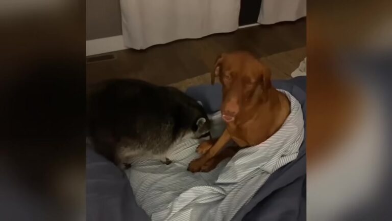Georgia Family Rescues A Crying Baby Raccoon Under An Oak Tree, But Their Dog’s Reaction Changes Everything