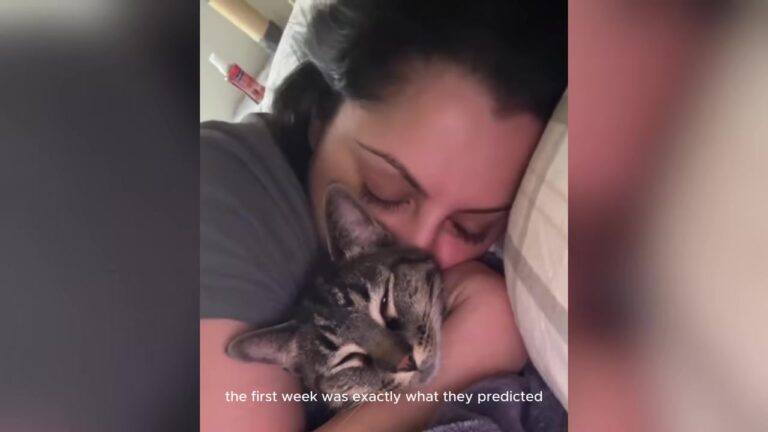 Pennsylvania Cat Rescued From The Rain Does Something Heartbreaking On Her Eighth Night Indoors