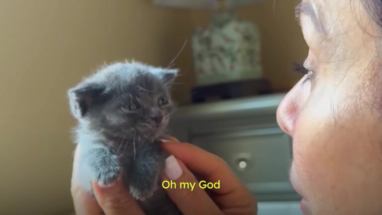 Michigan Kitten Found Abandoned In Barn Faces Terrifying Decline Before Showing Her True Spirit