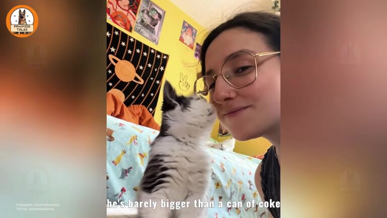 Pennsylvania Kitten Found Barely Bigger Than A Soda Can Has A Lifelong Surprise For His Rescuer
