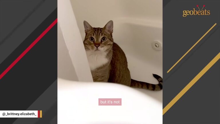 Maryland Shelter Cat Labeled “Mean” Waits A Year For A Home Until A Grieving Woman Chooses Her