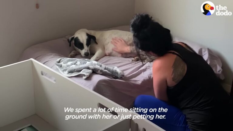 Texas Dog Saved From Euthanasia Was Terrified Of Humans Until One Surprise Changed Everything